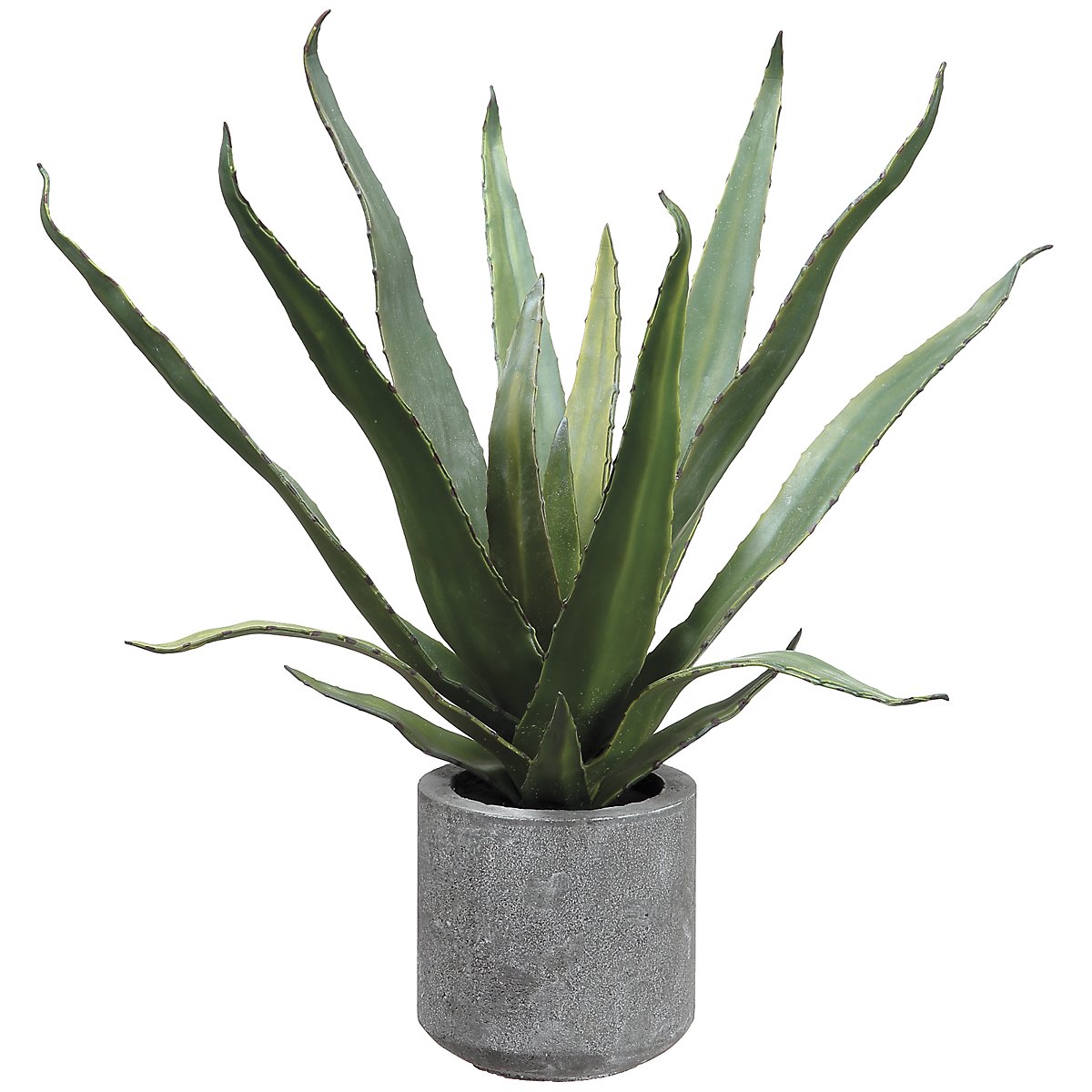 Agave Succulent | Home Accents - Florals & Greenery | City Furniture